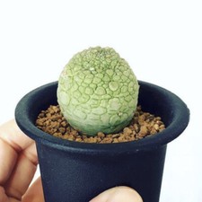 2CM Succulent Cactus Plant