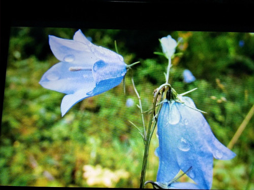 Campanula rotundifolia - 3,