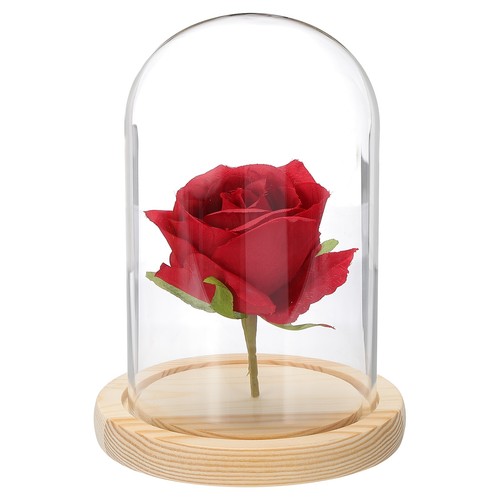 Glass cloche display dome - cloche,