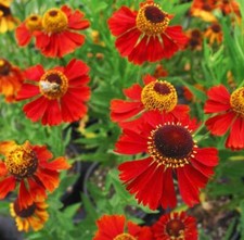 Helenium Autumnale Red & Gold,HP Sow Feb-Oct, Hardy Perennial 25 Seeds, Stunning