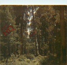 Picture Postcard__Robert Zund, Eichwald