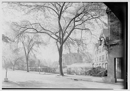Forest hills long island - forest,
