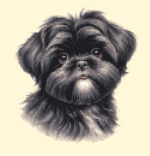 Black SHIH TZU dog, puppy ~