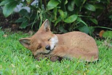 Real Life Sleeping Fox Cub |
