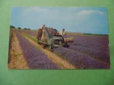 Norfolk Lavender, Harvest