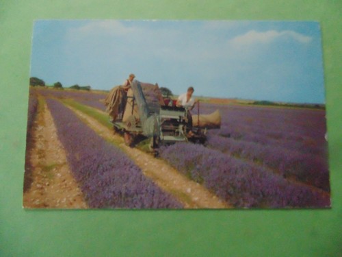 Norfolk lavender harvest - norfolk,