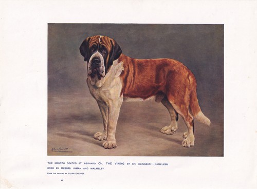 Smooth coated bernard - coated, st.