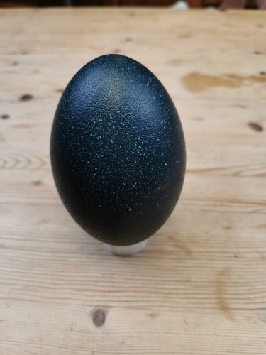 Blown emu egg - emu,