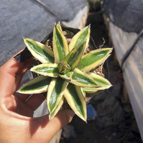 6cm succulent agave - succulent,