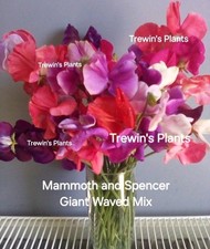 12 x Sweet Pea Plug Plants
