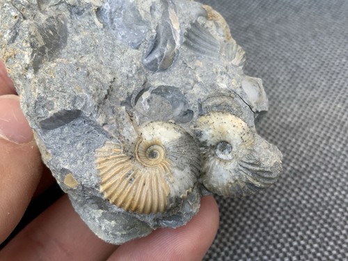 Double ammonite cadoceras - cadoceras, sp