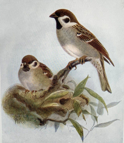 Tree sparrow birds of - birds,