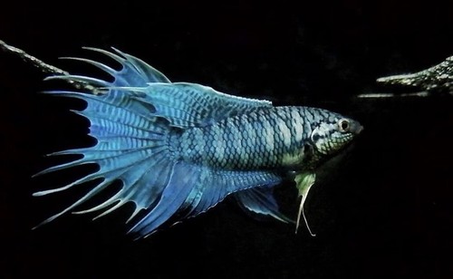 Live betta fish paradise - live, -paradise