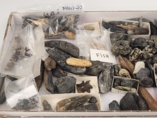 Fish Fossil Mega Bulk Lot -