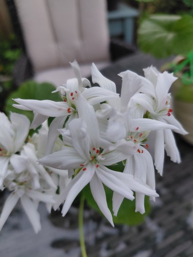 Pelargonium noel - pelargonium, 'noel'