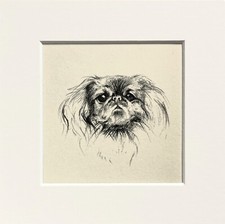 Pekinese dog sketch print by