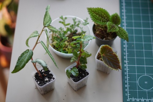 Terrarium plants bundle-