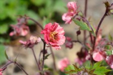 Geum Avens Tempo Rose 2L