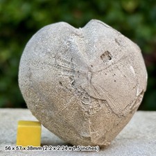 Very rare pseudholaster - very,