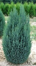 ]x1] Ellwoodii Dwarf Conifer | Chamaecyparis lawsonianna | Evergreen | 2ltr