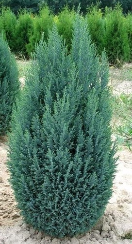 Ellwoodii dwarf conifer - dwarf, |