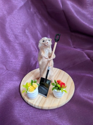 Bad taxidermy mouse derpy - mouse,