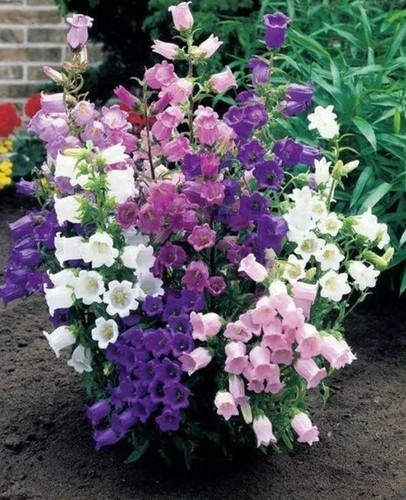 Mixed campanula medium - 4,
