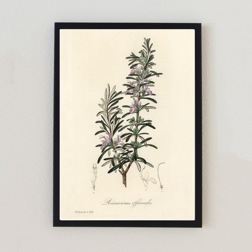 Antique flowers botanical - flowers,