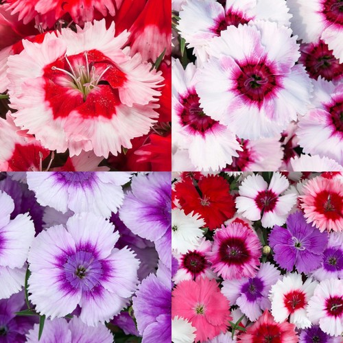 Dianthus sweet william bedding - sweet,