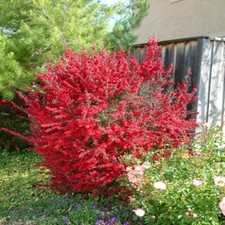 Tea Tree 'Red Damask'. 4L