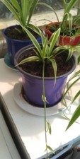 Lovely spider plant with young plantlets on 2 runners and in a purple plant pot.