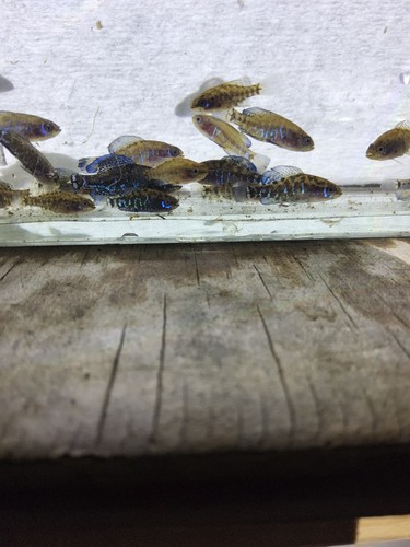 Gulf coast pygmy sunfish - coast,