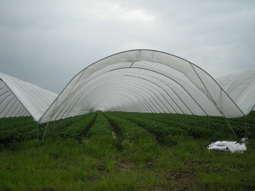 Photo 6x4 polytunnels - photo, at