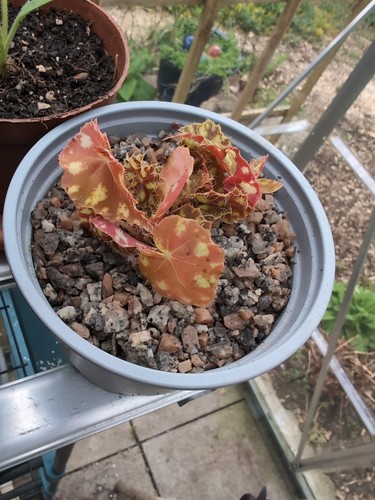 Begonia bowerae eyelash - begonia,