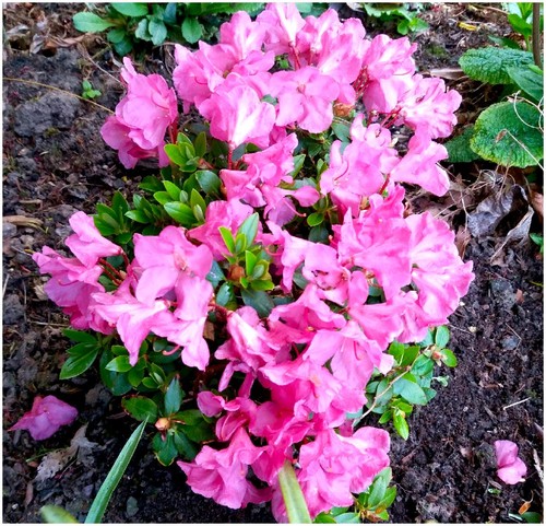 Litre dwarf rhododendron - 2,