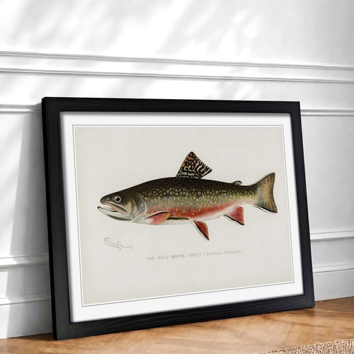 Male brook trout vintage - vintage, fish