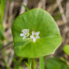 Claytonia perfoliata –