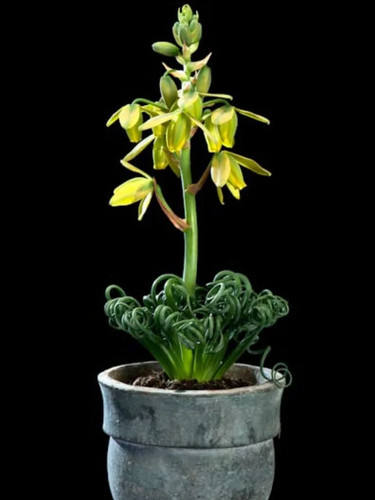Albuca spiralis frizzle - albuca,