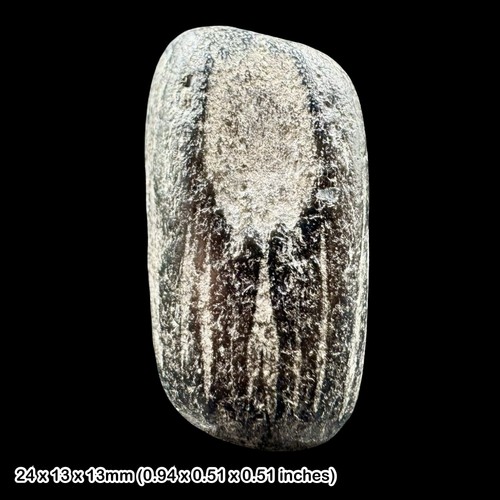 Ichthyosaur partial tooth - ichthyosaur,