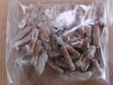 MUSHROOM DOWELS / PLUGS - Oyster Mushrooms for DIY logs