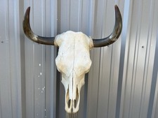 STEER SKULL 23 Inch WIDE
