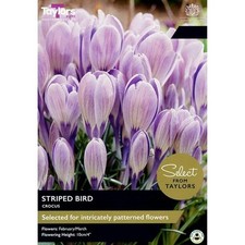Crocus Special Variety