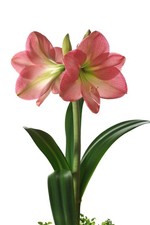 1x Amaryllis Belladonna Bulb
