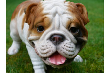 Large British Bulldog
