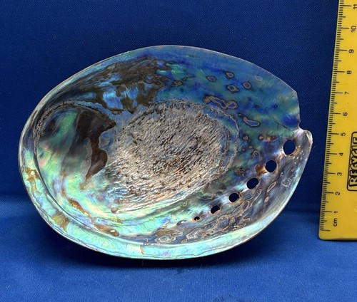 Polished new zealand paua - a,