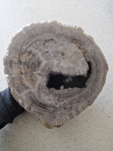Stunning petrified - stunning,