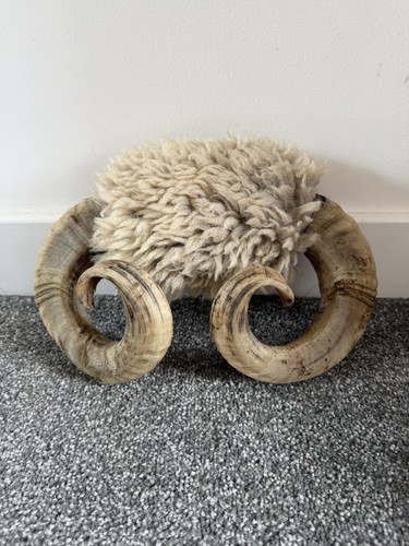 Ram horns bones skull - ram, bones,