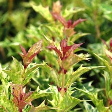 Osmanthus heterophyllus Holly
