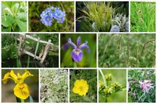 POND MARGINAL PLANTS -  8 Pack -  Water Oxygenating Aquatic Plants Wildlife Pond