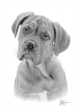 Dogue De Bordeaux dog artwork